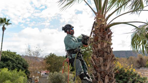 Emma Tree Service