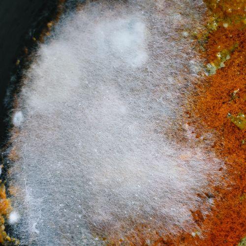 Descalo Mold Testing