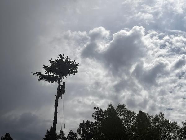 Yes! Tree Care