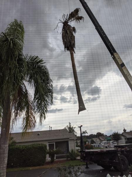 Airborne Tree Service