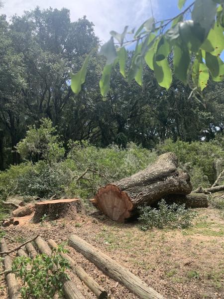 Airborne Tree Service