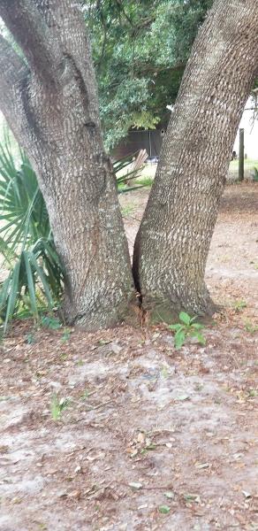 Airborne Tree Service