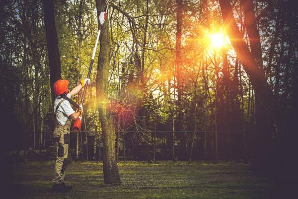 Moore Tree Solutions