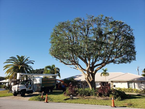 The Tree Dudes