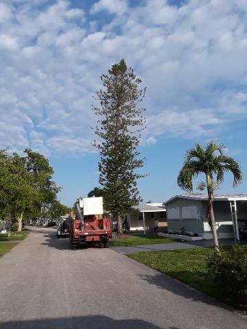 Coral Springs Tree Service