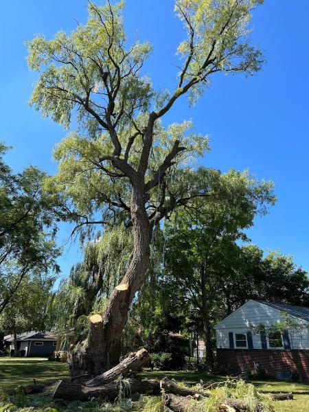 Dennis & Son Tree Service