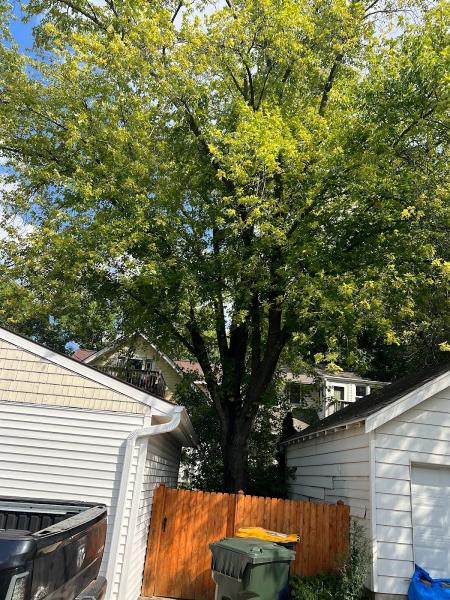 Dennis & Son Tree Service