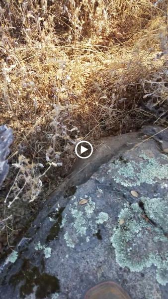 Placer Snake Removal
