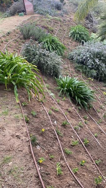 Antonio Ochoa Landscaping