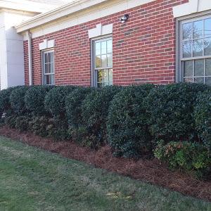 Yard Therapy LLC