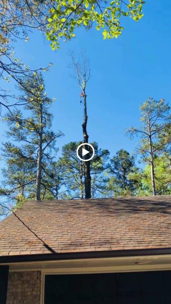 Jesus Tree Services