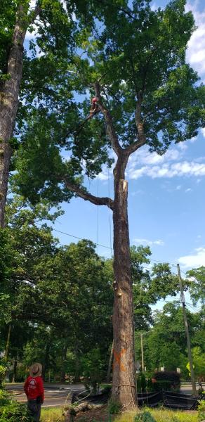 Jesus Tree Services