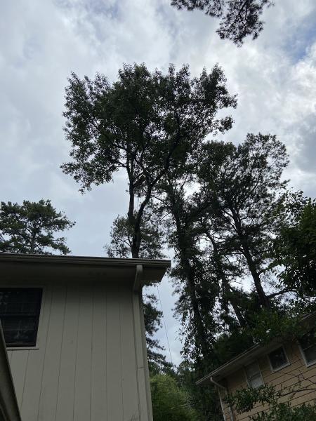 Jesus Tree Services