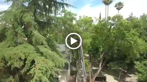 Los Angeles CA Tree Service
