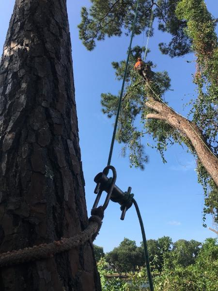 Tree & Equipment Service & Repair LLC