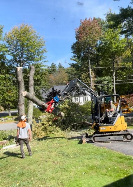 Lone Pine Tree Service