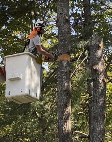 Lone Pine Tree Service