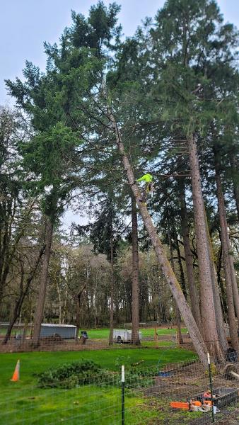 Trillium Tree Care