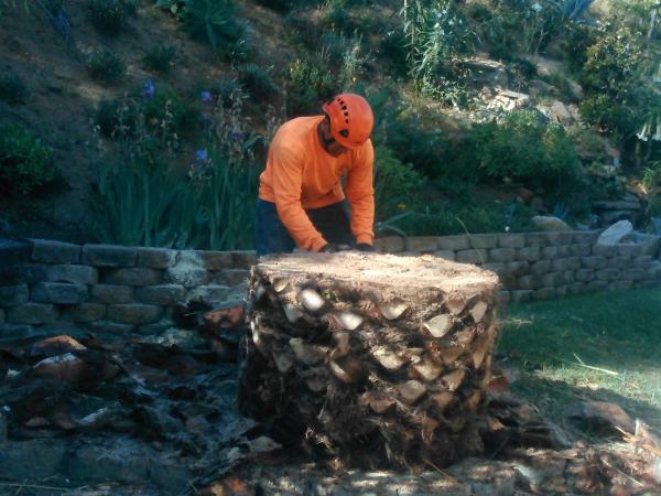 Rising Oak Tree Service & Landscaping