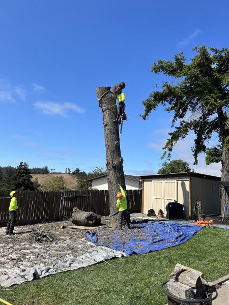 Vema Tree Service