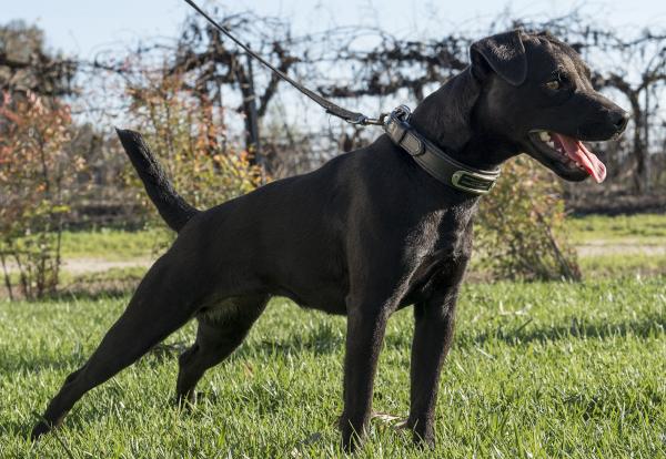 Canine Detection Services