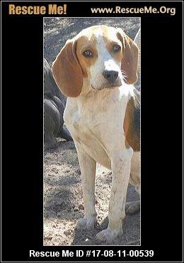 Canine Detection Services