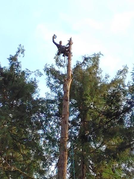Sunderland Tree Service Inc.