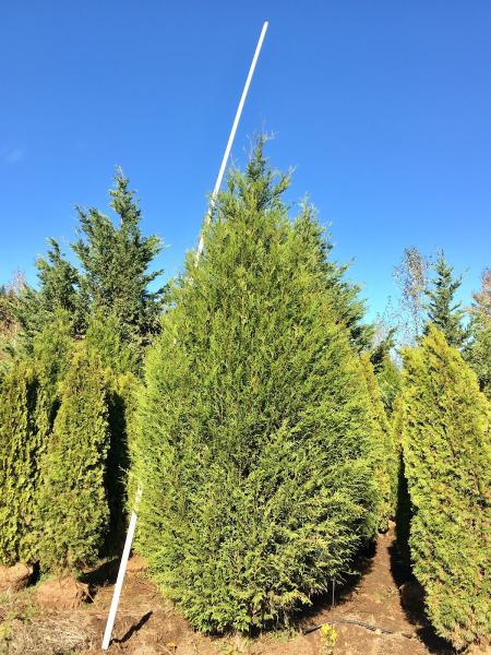 Big Trees Today