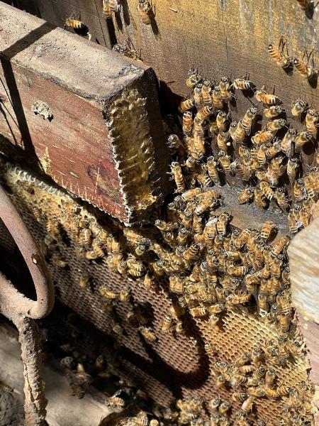 Humble Bee Removal