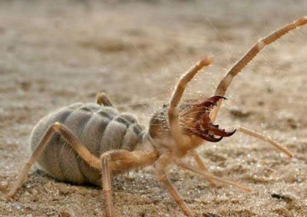 Frazier Pest Control