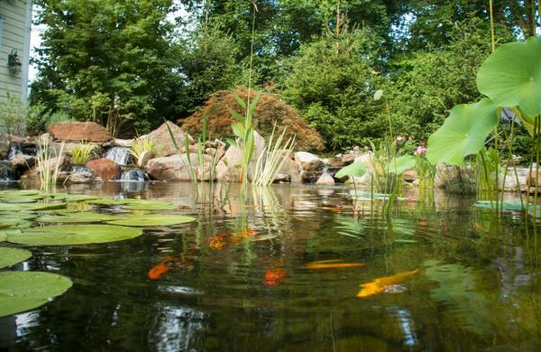Premier Ponds