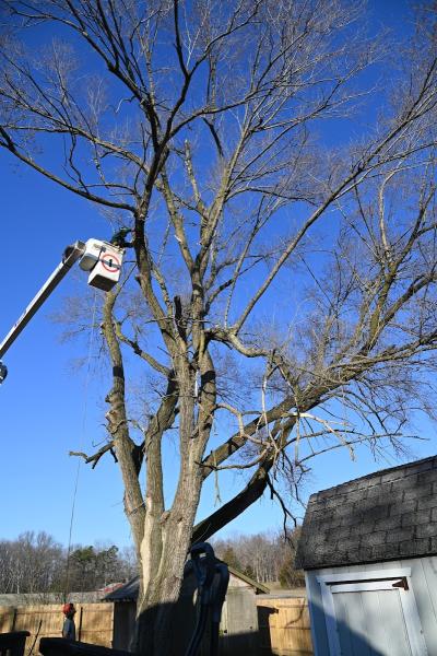 Forever Green Tree Service
