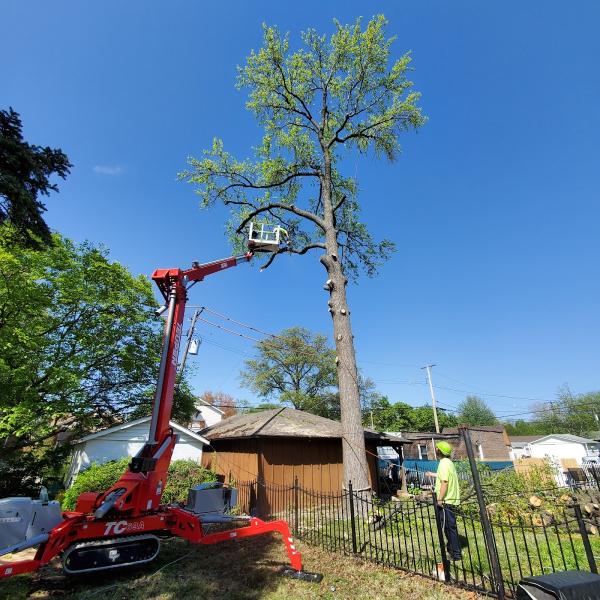 Timberland Tree Service