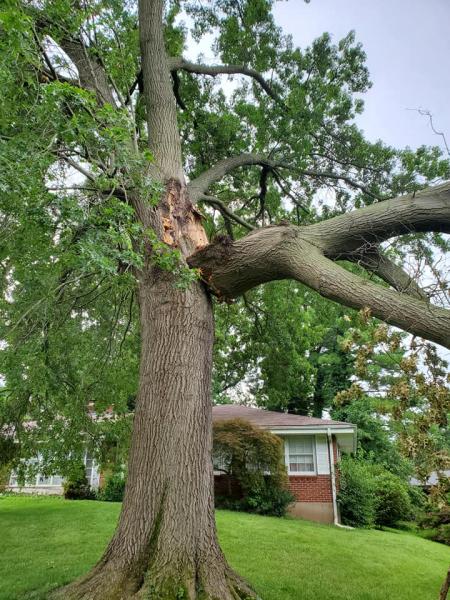 Timberland Tree Service