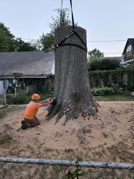 Timberland Tree Service