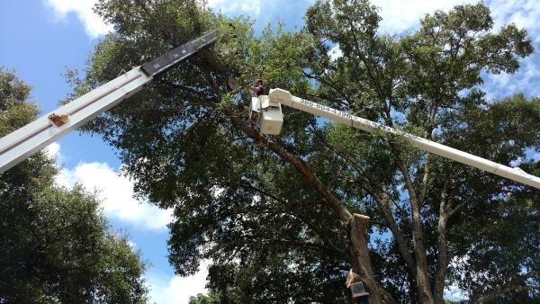 Davis Tree Service
