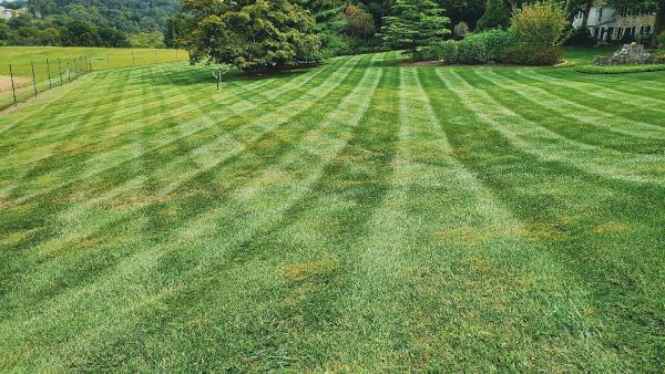 Hammond's Lawn and Landscape