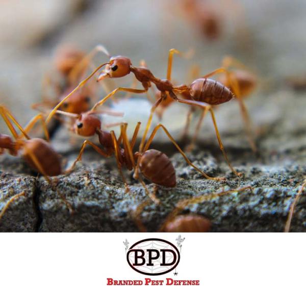 Branded Pest Defense