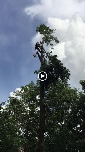 Roberts Tree Services