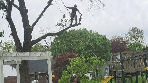 Green Point Landscaping & Tree Services