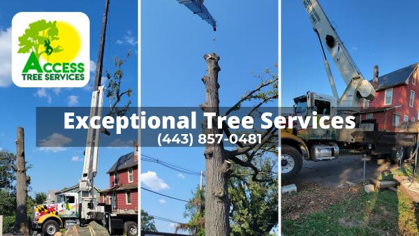Access Tree Service