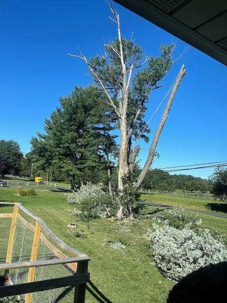 Access Tree Service