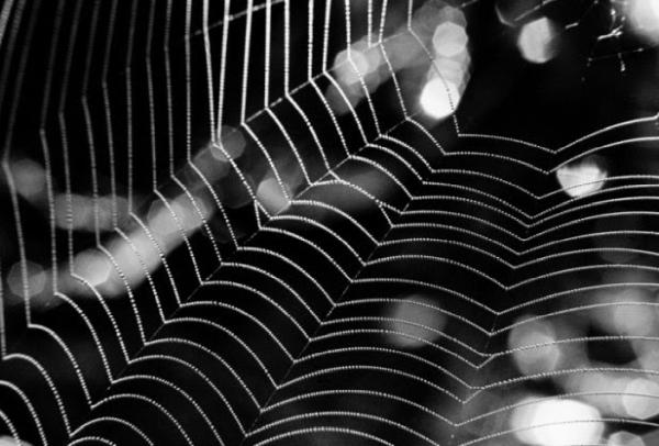 Spider Control Inc