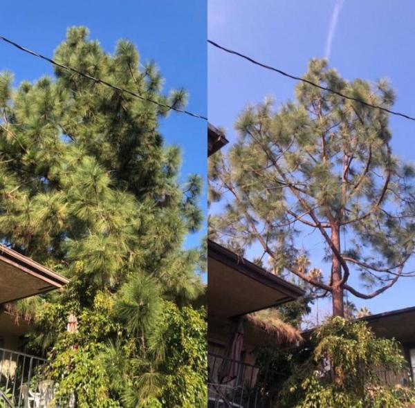 Hallelujah Tree Service