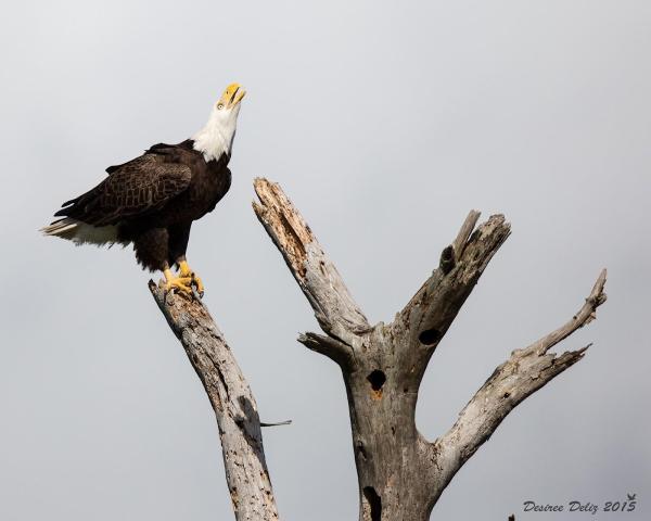 Southwest Florida Eagle Cam
