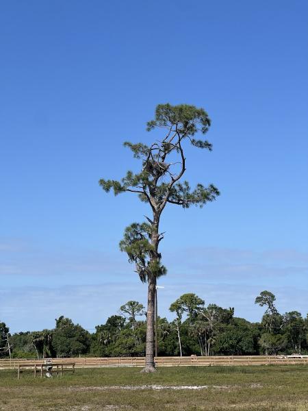 Southwest Florida Eagle Cam
