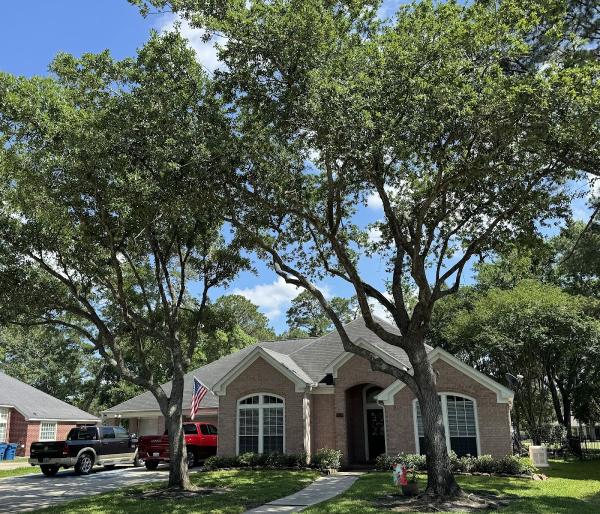 TNT Tree Service