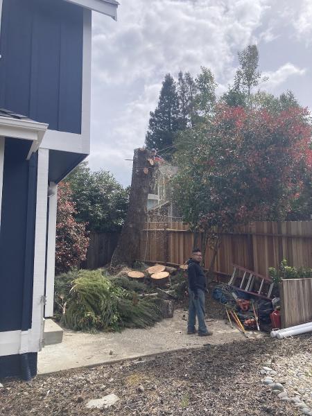 West Slope Tree Service
