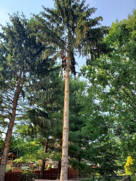 Jase's Tree Service LLC