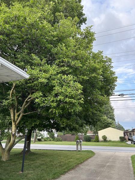 Jase's Tree Service LLC